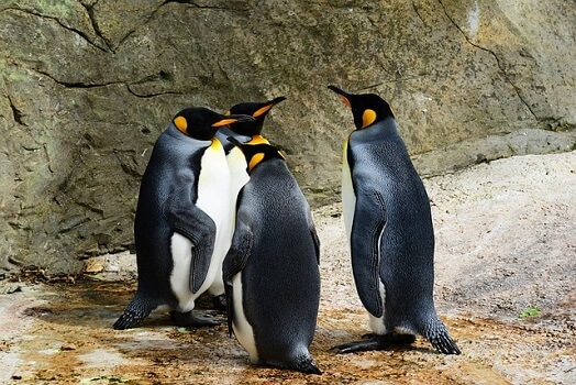 PENGU prijsvoorspelling nu handelaren iDEGEN en STX kopen